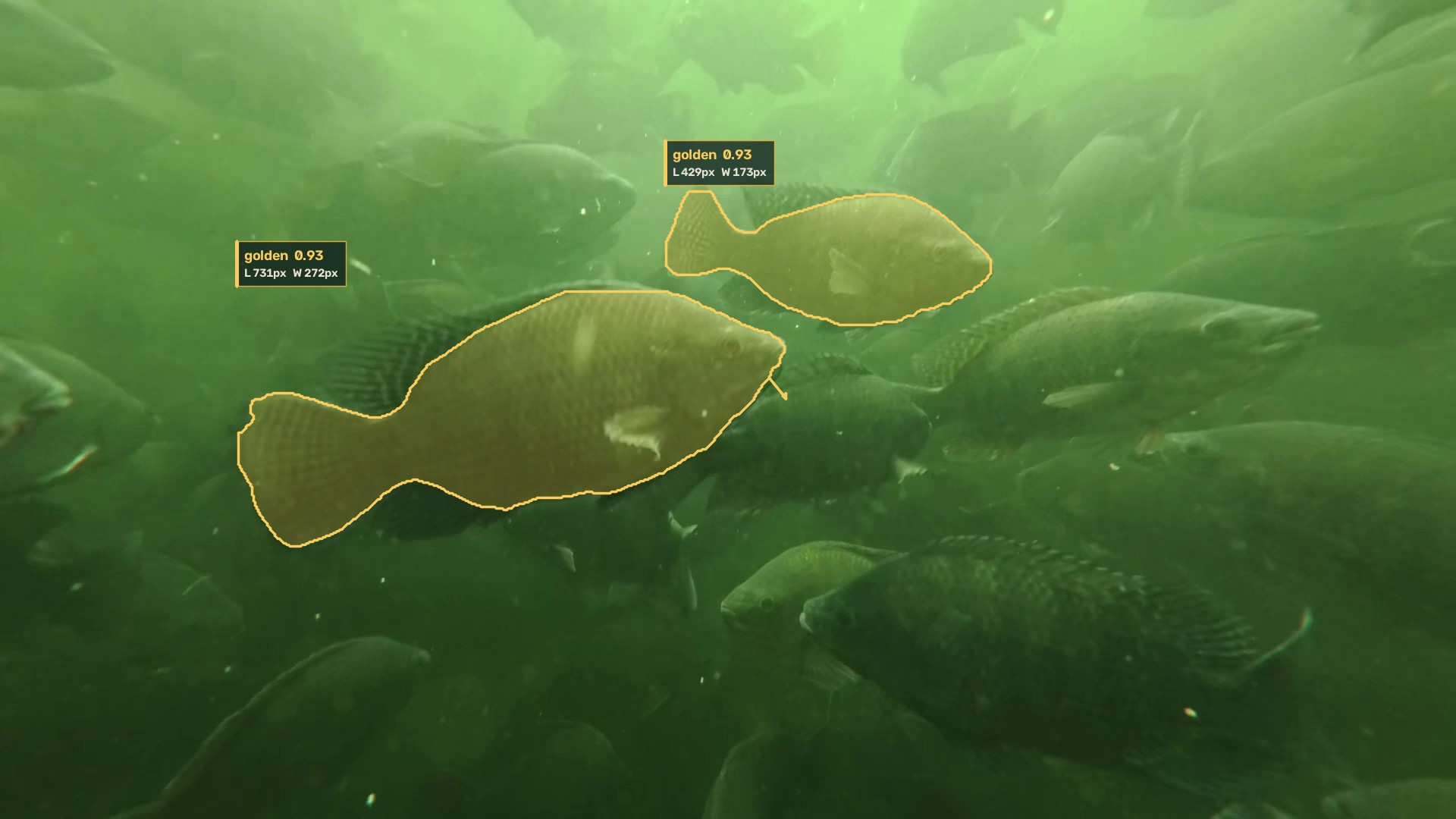 Underwater farm footage with three golden tilapia segmented and measured by the Niloscale model